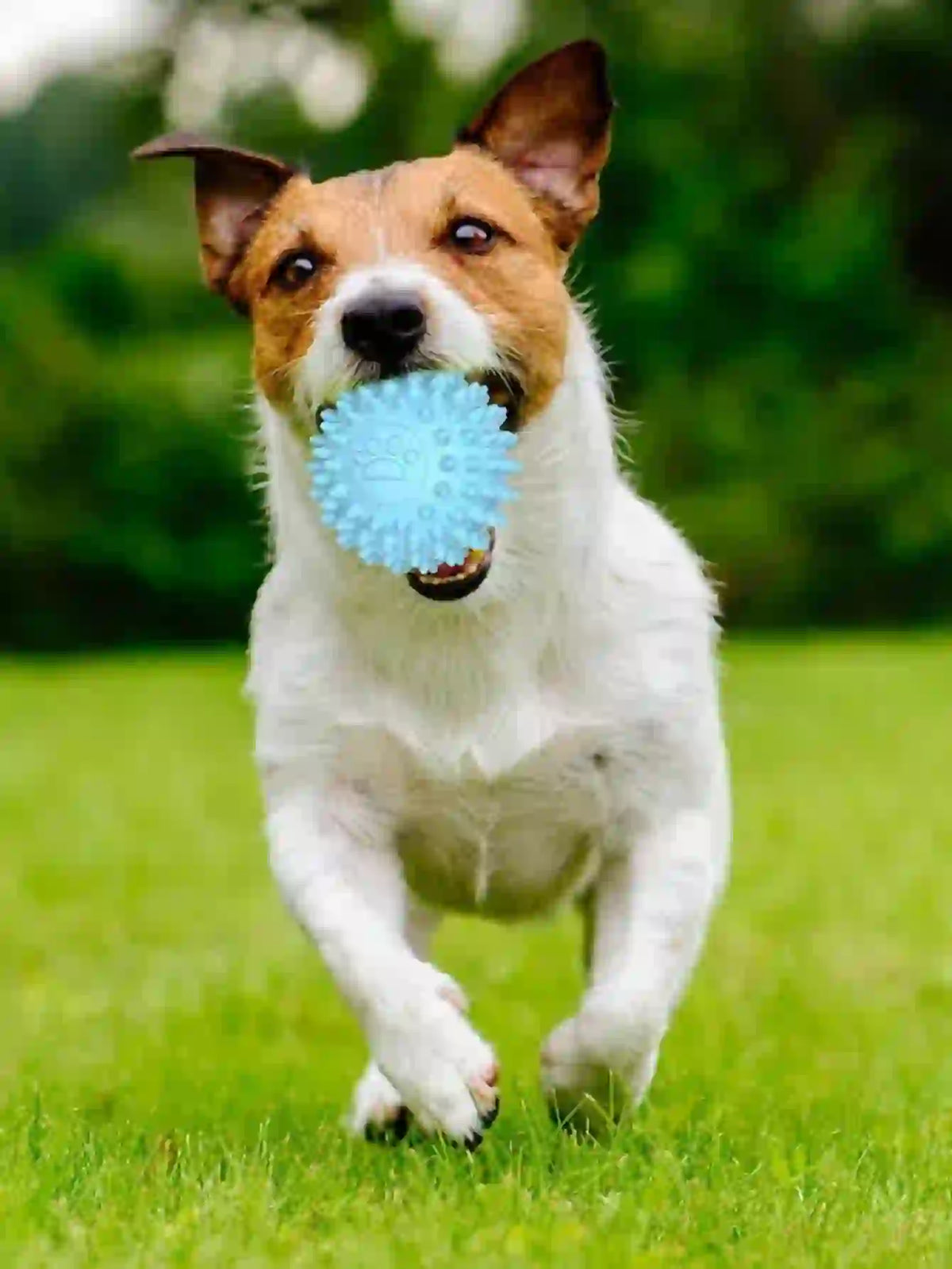 Durable Rubber Dental Chew Toy for Dogs