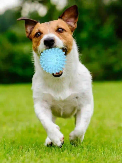 Durable Rubber Dental Chew Toy for Dogs