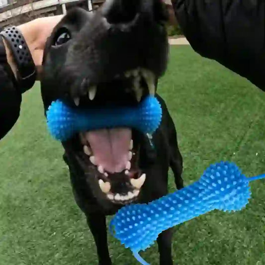 Dental Chew Rope & Treat Dispenser for Dogs